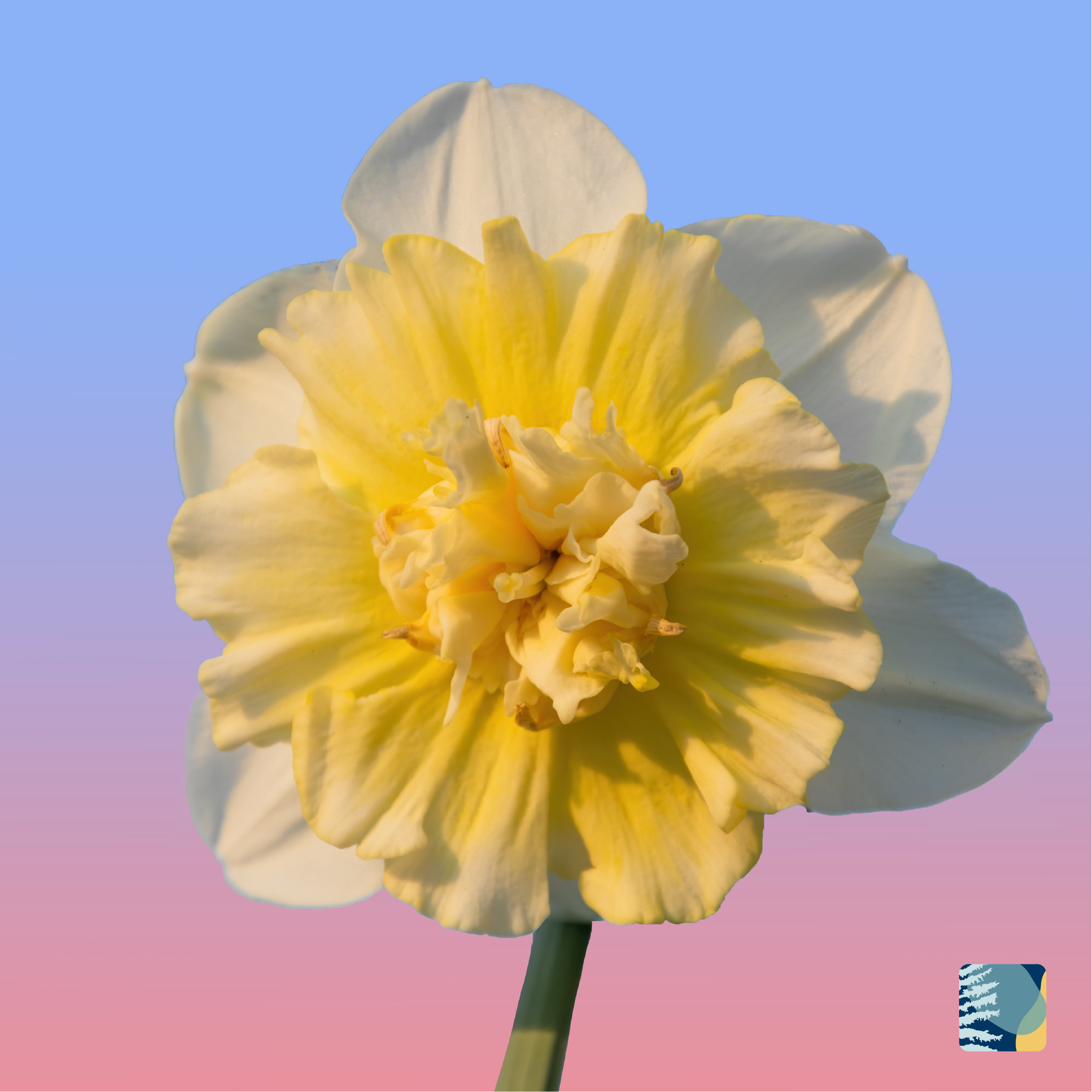 Daffodil Day South Steyne Manly Medical Centre